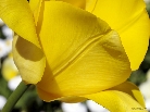 yellowtulippetal