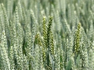 young-wheat-stalks