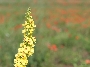 tall-yellow-flower
